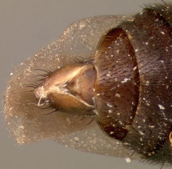 Media type: image;   Entomology 27480 Aspect: abdomen dorsal view